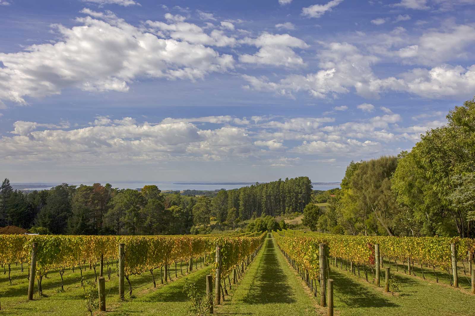 Red Hill Estate vineyards, Mornington Peninsula, Victoria | Golf among the grapes Red Hill Estate vineyards, Mornington Peninsula, Victoria | Golf among the grapes