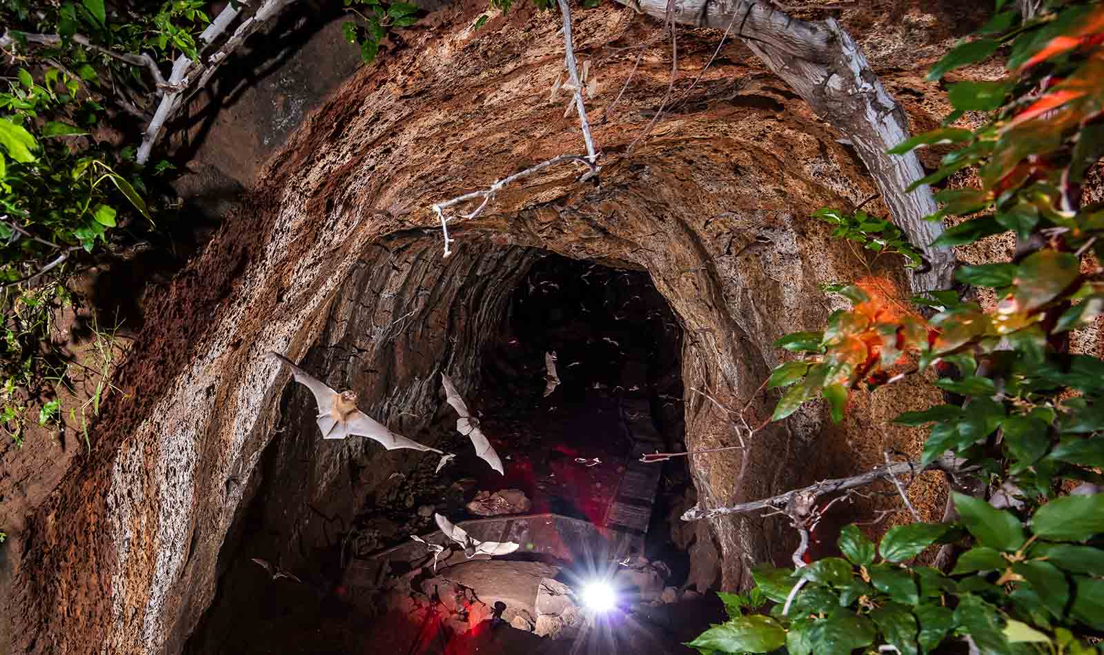 Bats emerge from the caves at dusk at Undara Experience | Queensland's volcanic history uncovered Bats emerge from the caves at dusk at Undara Experience | Queensland's volcanic history uncovered