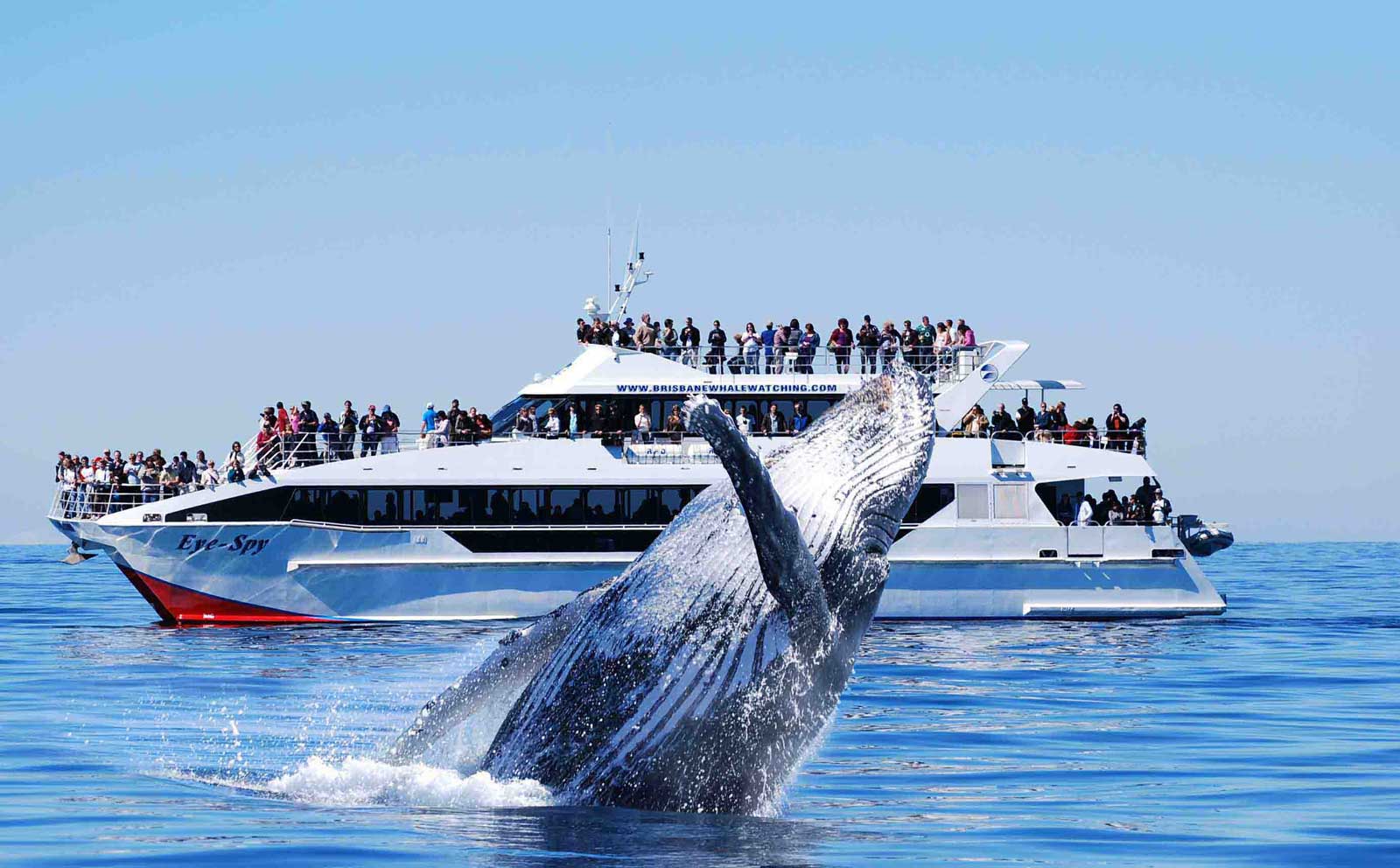 Whale watching aboard the MV Eye Spy Whale watching aboard the MV Eye Spy