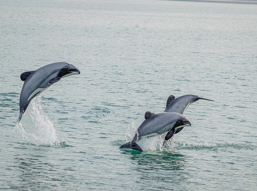 Hector's dolphins Hector's dolphins