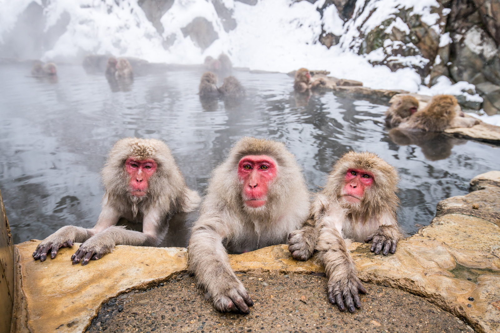 Snow Monkeys in Japan Snow Monkeys in Japan