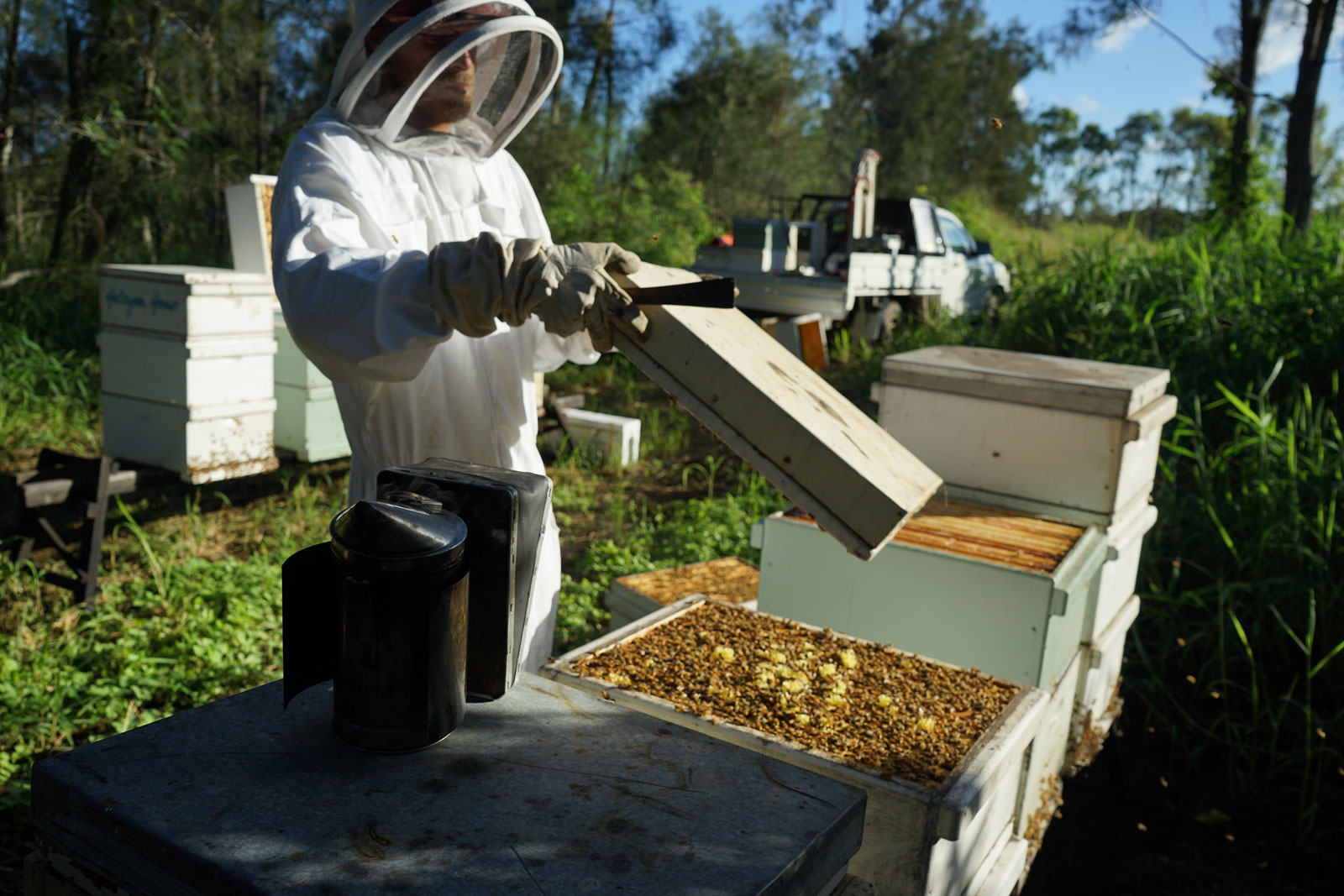 BNE Bees BNE Bees