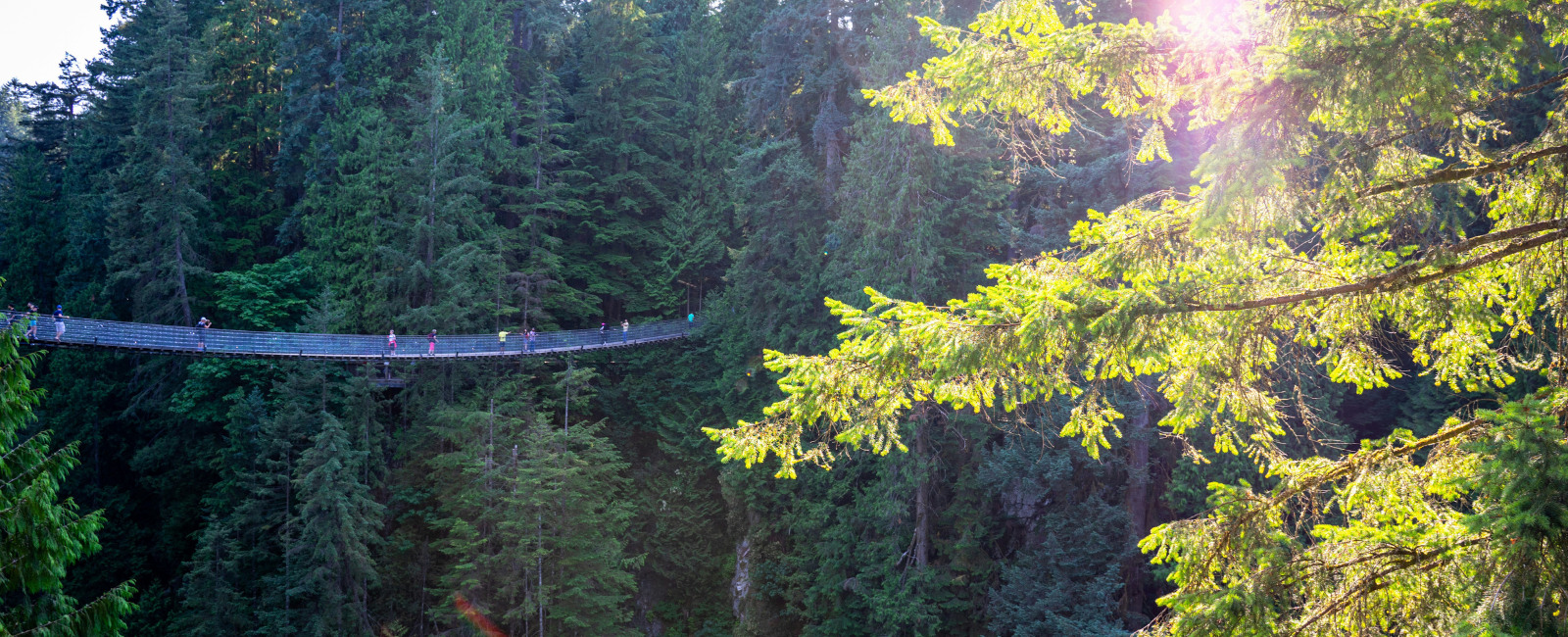 Capilano Suspension Bridge and surrounding park Capilano Suspension Bridge and surrounding park