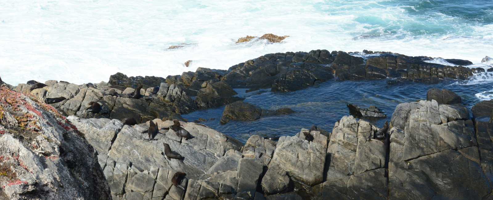 Seals resting on rocks on Kangaroo Island Seals resting on rocks on Kangaroo Island