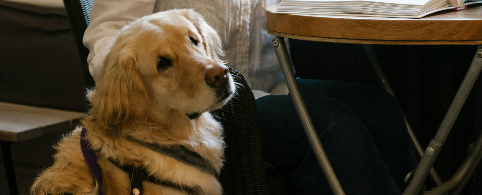 Guide dog waiting next to owner Guide dog waiting next to owner