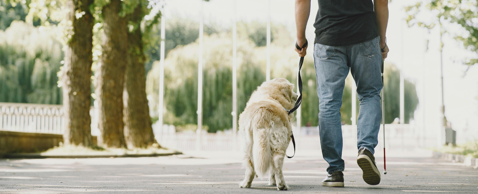 Guide dog walking with owner Guide dog walking with owner