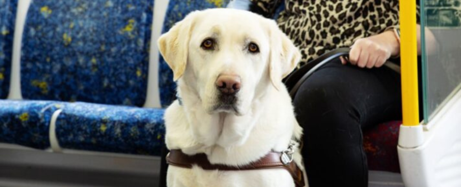 Guide dog on public transport Guide dog on public transport