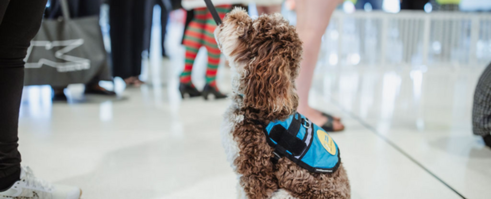 Therapy dog at the airport Therapy dog at the airport