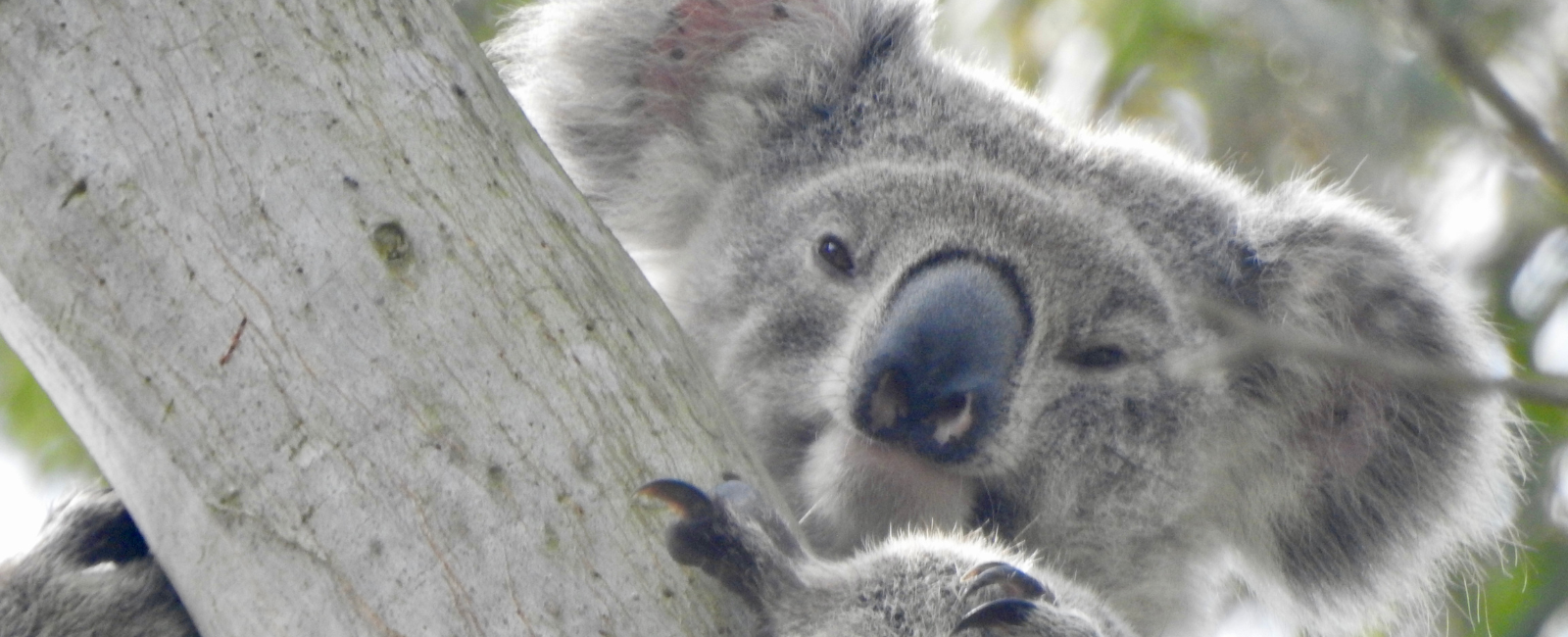 Koala Climbing Tree Koala Climbing Tree