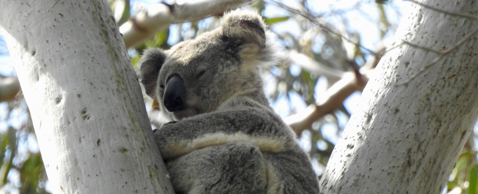 Koala in a Eucalyptus Tree Koala in a Eucalyptus Tree